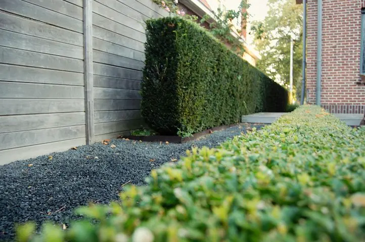Hoog houten scherm naast hoge haag, met lage haag en donker grind op de voorgrond — Het lijnenspel, Meise