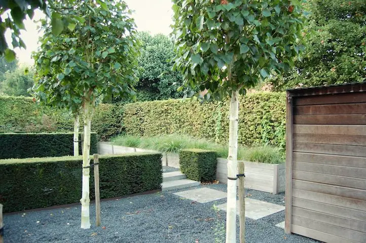 Bomen met witte stam tussen lage haagblokken, stapstenen in grind en houten berging — Het lijnenspel, Meise