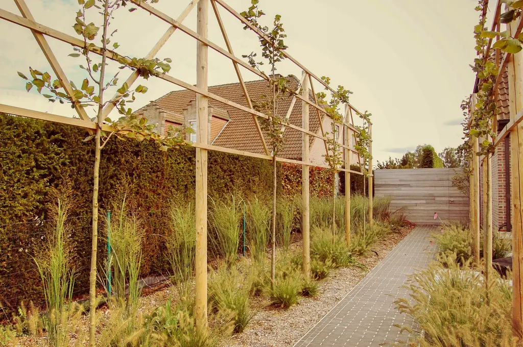 Pad van grijze klinkers tussen siergrassen en leibomen aan een houten frame — Klassieke voortuin