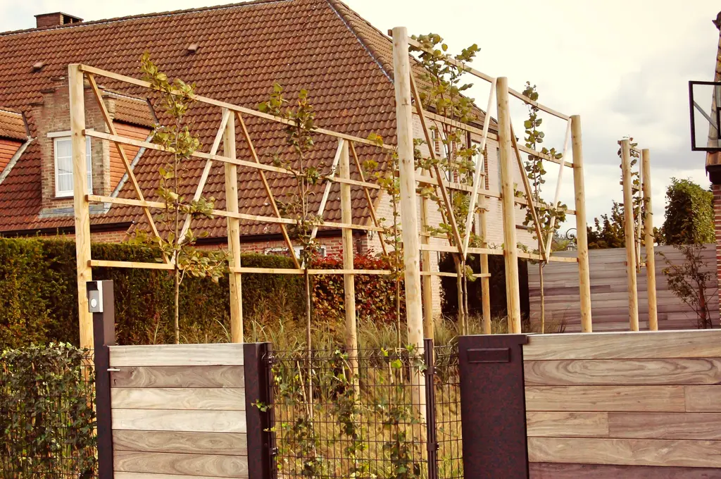 Houten frame met jonge leibomen achter een afsluiting van hout en draadgaas — Klassieke voortuin