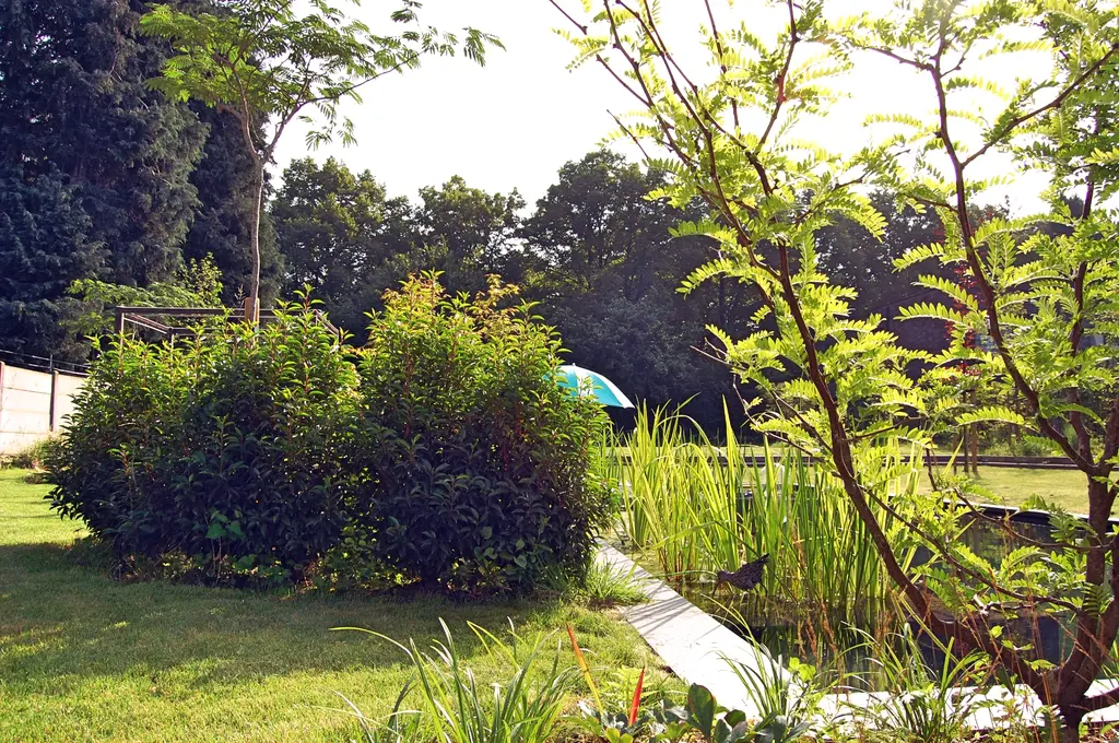Gazon en heesters rond de zwemvijver met riet en een turquoise parasol — Natuurlijke tuin met zwemvijver, Meise