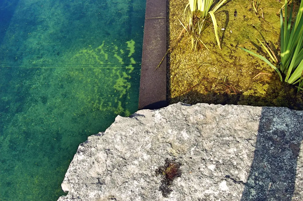 Ruwe natuursteenplaat boven het heldere water van de zwemvijver — Natuurlijke tuin met zwemvijver, Meise