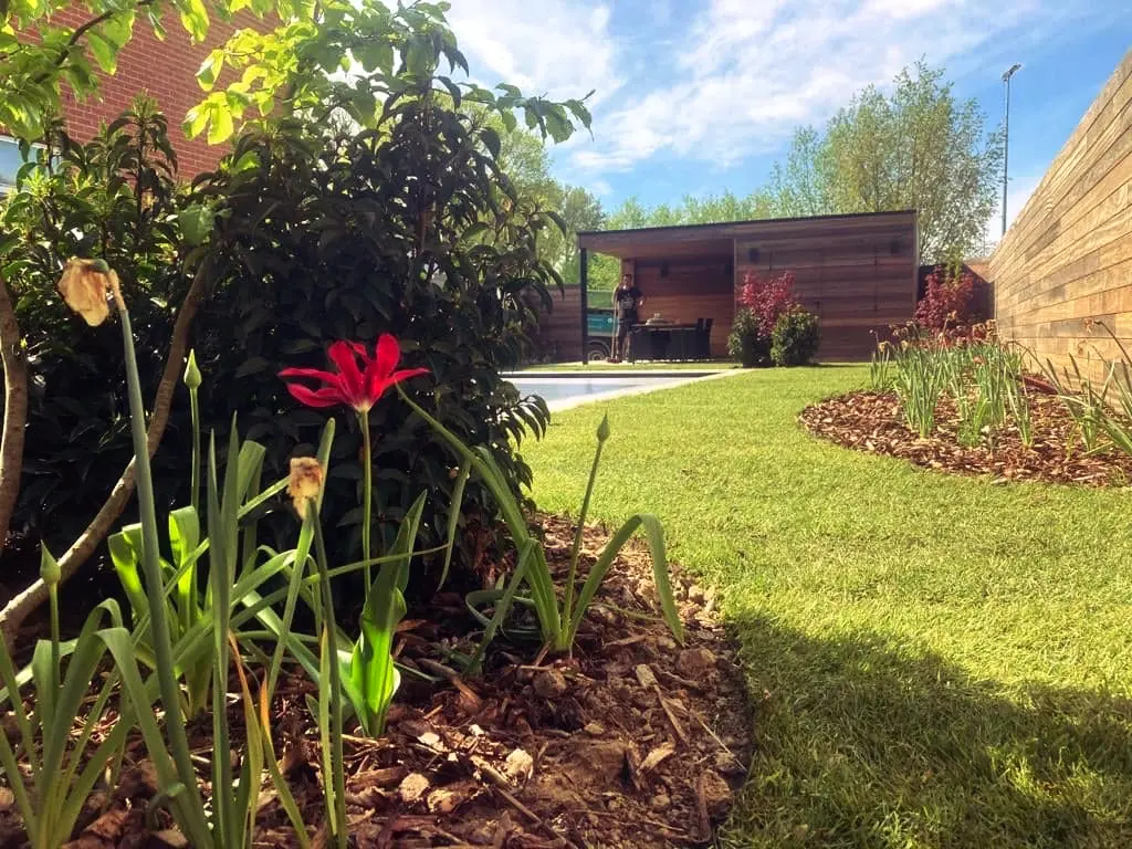 Rode tulp in een border met gazon, houten poolhouse en schutting op de achtergrond — Oase-tuin, Ternat