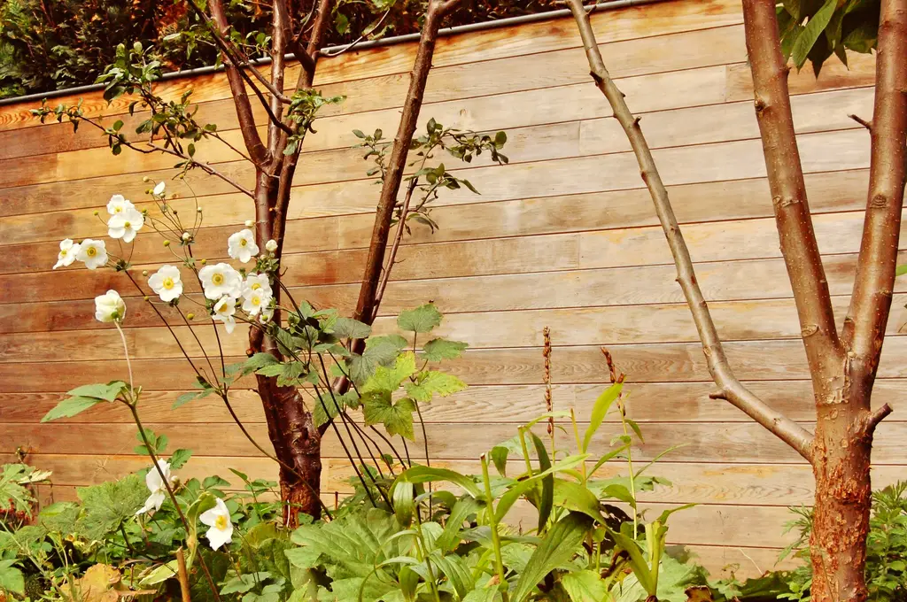 Boom met roodbruine stammen en wit bloeiende planten voor een houten wand — Smeltkroes van stijlen, Dilbeek
