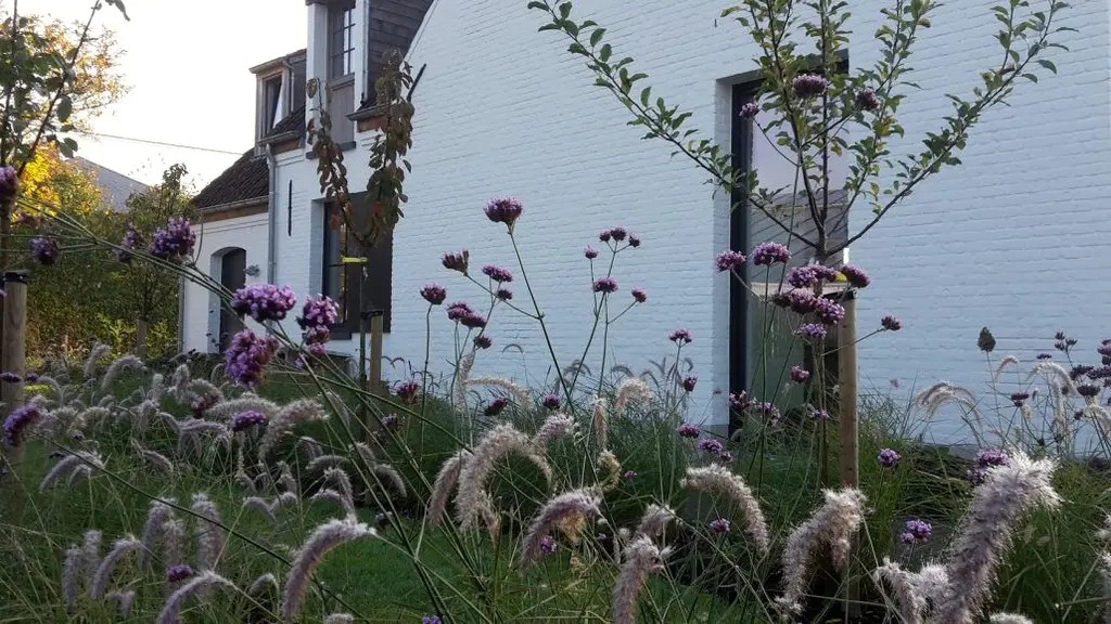 Siergrassen en paarse bloemen voor de witte woning met dakkapel — Sobere kwaliteit, Wolvertem