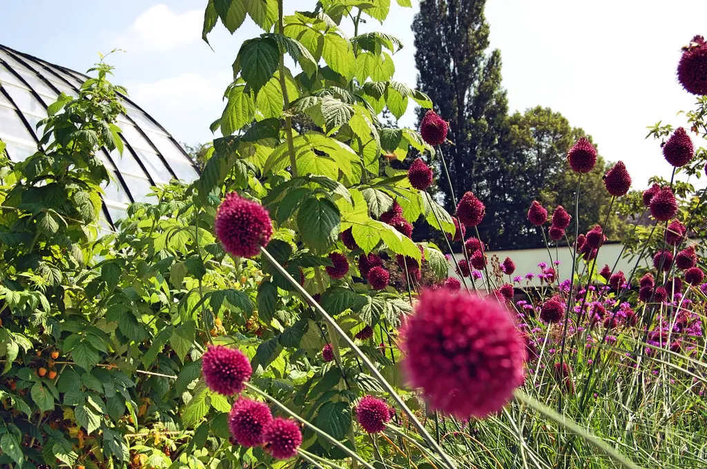 Paarse bolvormige bloemen tussen groen blad, met een metalen boog links — Speelse taluds, Galmaarden