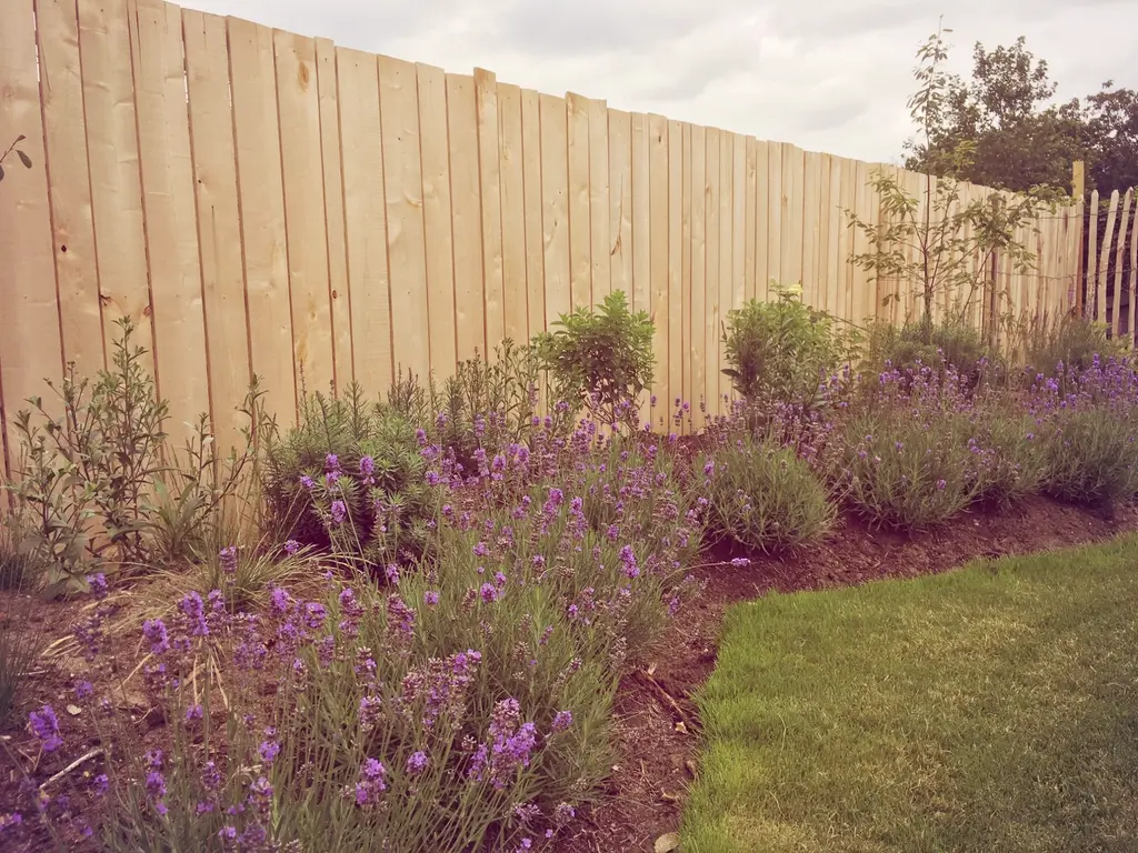 Lavendel en vaste planten in een border langs een hoge houten schutting — Stijlvolle leeftuin, Hofstade