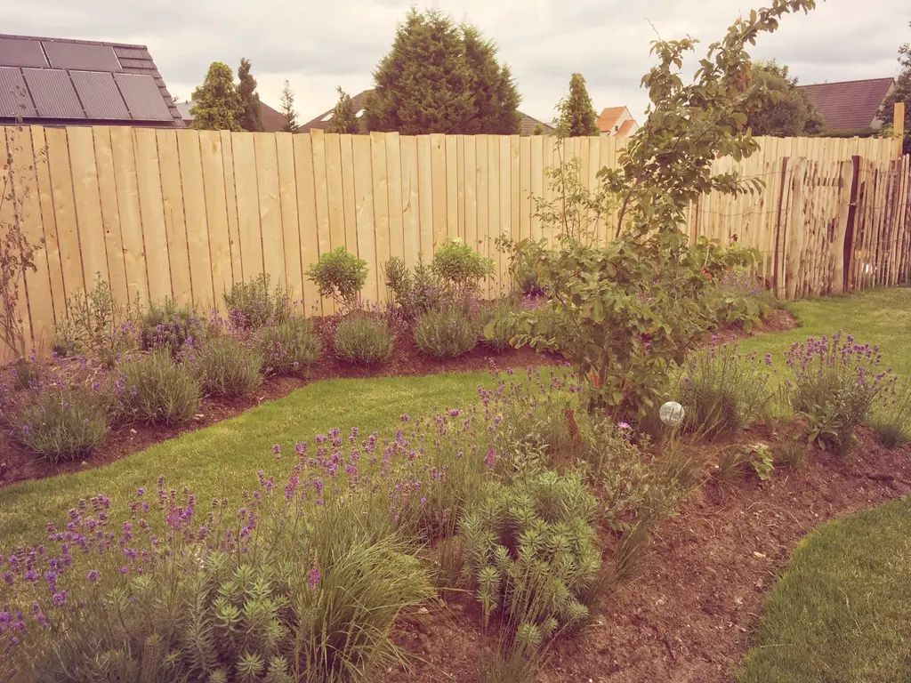 Border met lavendel en jonge heesters langs gazon en hoge houten schutting — Stijlvolle leeftuin, Hofstade
