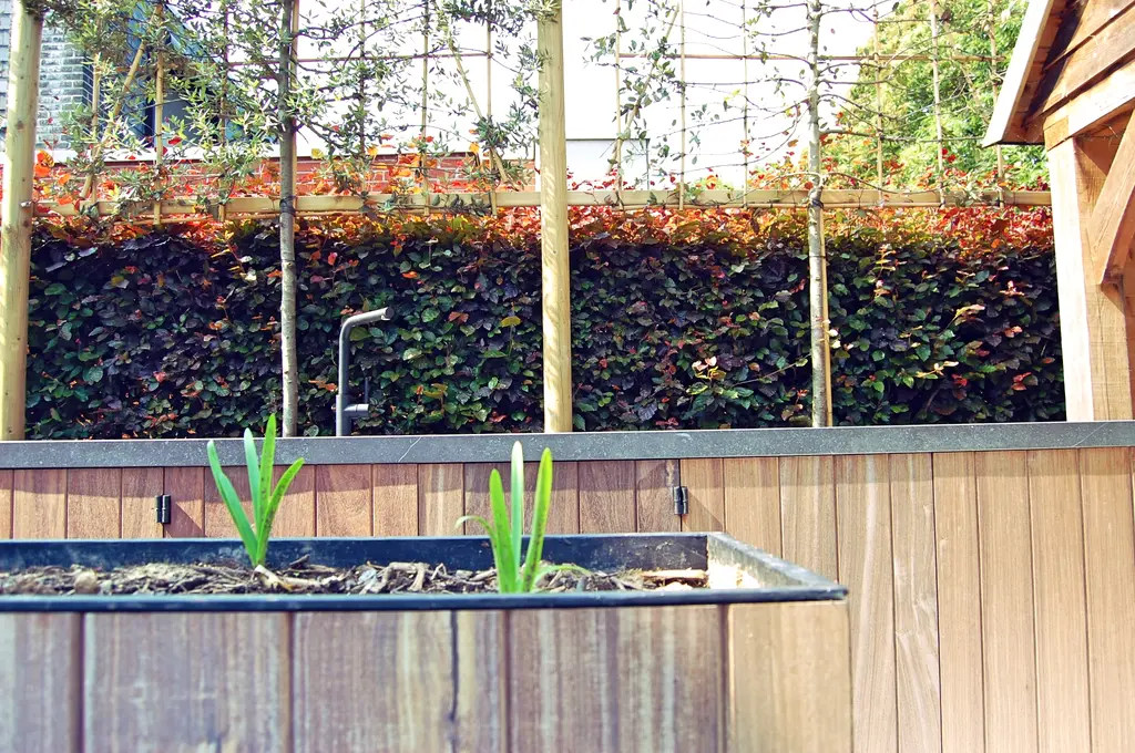 Verhoogde houten plantenbak voor roodbladige haag en leibomen — Uitnodigende tuin met buitenkeuken, Asse