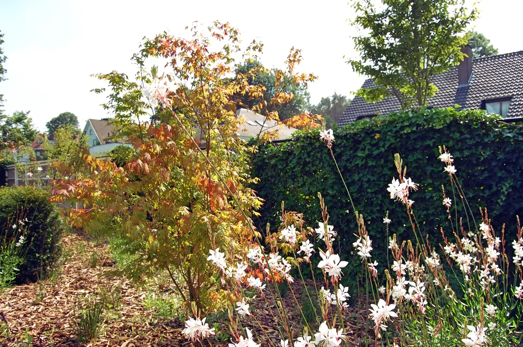 Wit bloeiende vaste planten en boompje in herfstkleur voor een haag — Uitnodigende tuin met buitenkeuken, Asse