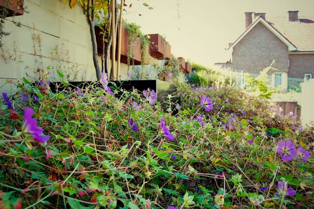 Paars bloeiende planten over de muurrand, met cortenstalen wandbakken — Verticale tuin, Schepdaal