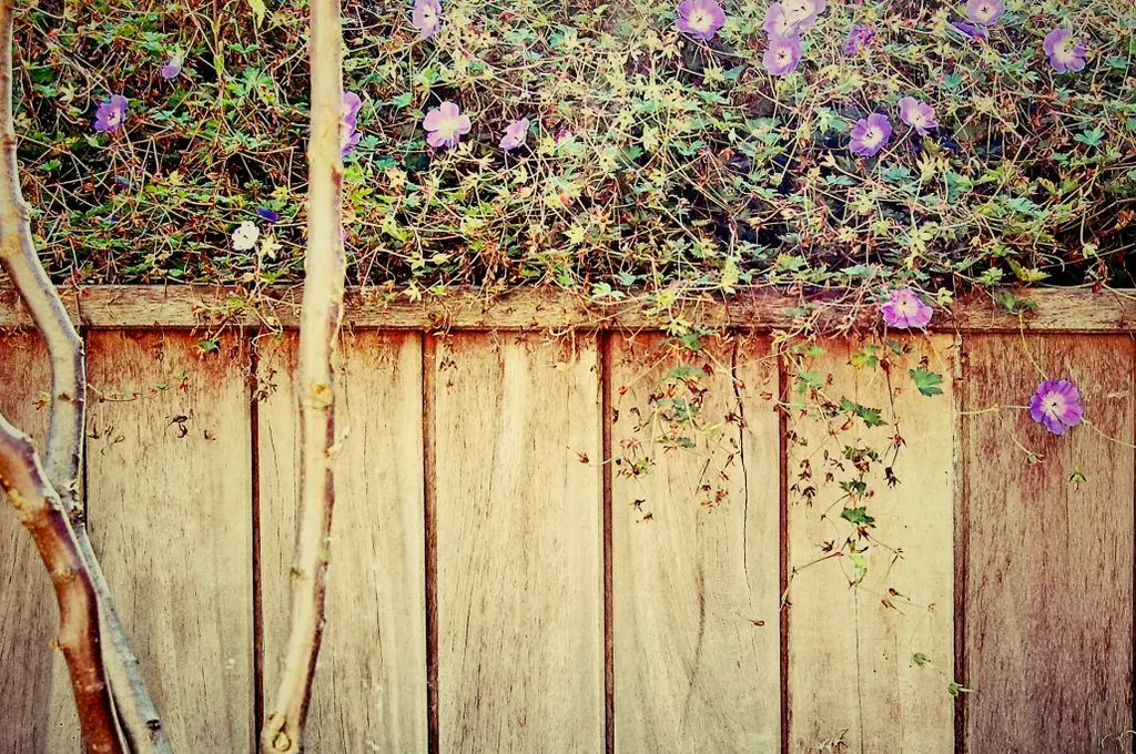 Planten met paarse bloemen hangen over een wand van verticale houten planken — Verticale tuin, Schepdaal